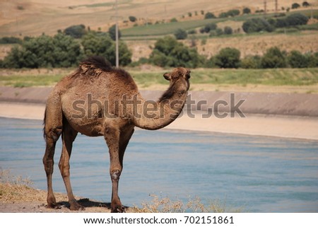 Camel view from the side
