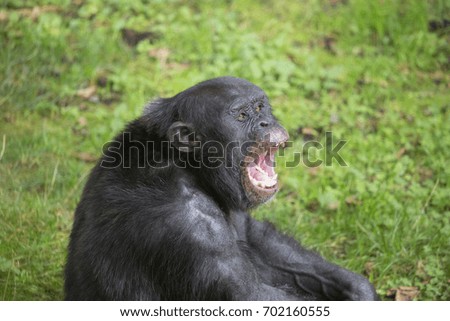 closeup head yawning common chimpanzee, Pan troglodytes sitting on the forest floor