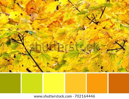 The colors of the autumn, green, yellow and orange leaves on the branches of a tree. Color palette swatches, color combination, inspired by nature.

