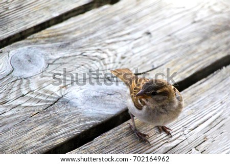 Grey and brown sparrow standing on grey wooden planks.