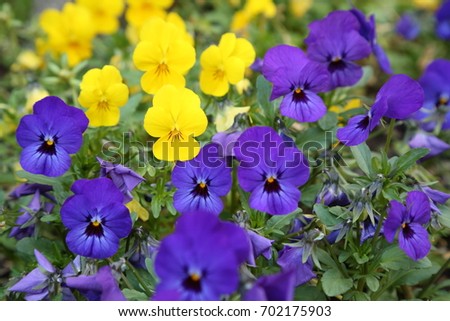 Pansies flower bed
