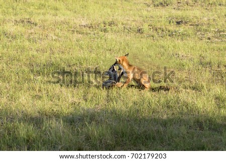 Mother and Child Red Fox Playing on the Grass 
