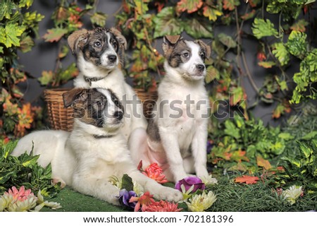 Three puppies on green background Stock Photos
