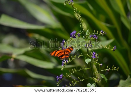 Scenic Oak Tiger Butterfly Living in Nature