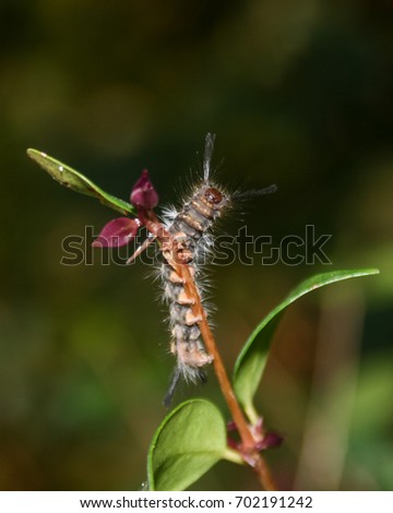 A photograph of a Tussock Moth Caterpillar on the stem of a leaf in Brisbane, Australia. 
