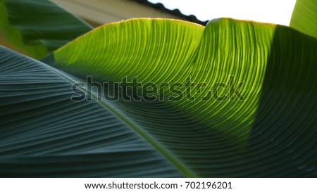 banana green leaf vein texture in tropical tree, abstract nature image background