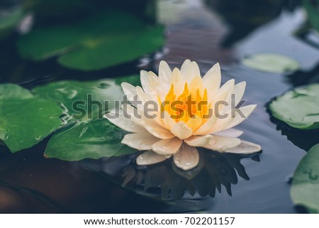Lotus Flower and Lotus leaf in pond,Nature background, vintage tone.