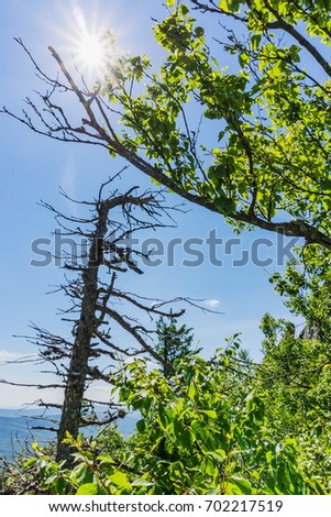 Mountain landscape- trees, shrubs, grass on hills, plateaus. National nature reserve. Photographic views of the natural park.