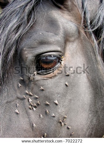 A lot of flies is near the eye of horse