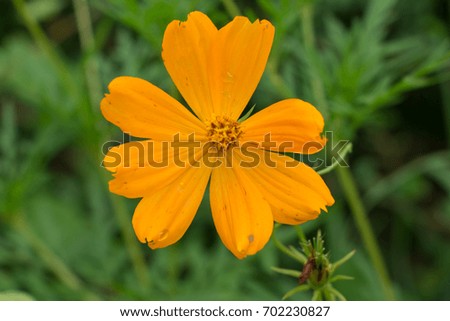 yellow cosmos flowers in the park.