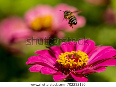 Honeybee flying through the air above a pink Zinnia flower.