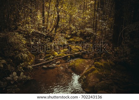 Spring in the jungle. Nature rain forest. Tropical Rainforest Landscape, Malaysia, Asia Borneo Sabah