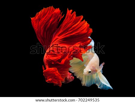 Red Siamese fighting fish(Rosetail),fighting fish,Betta splendens