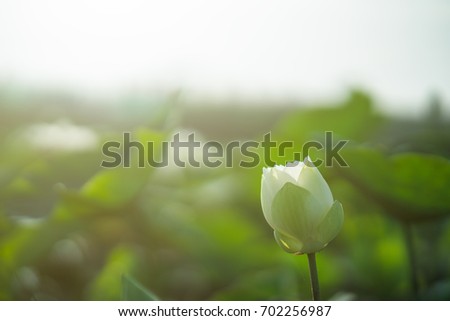 A fresh lotus bud in middle pond. lotus flower, leaf and sunlight on background. Peace scene in countryside of Vietnam.  Royalty high quality free stock image.