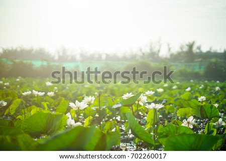 Colorful of waterlily or lotus flower. L Lotus field, leaf and sunlight on background. Peace scene in countryside of Vietnam.  Royalty high quality free stock image.