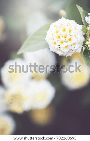 vintage picture of white little flowers an morning soft light in garden flowerbed. Autumn outdoor nature macro photo