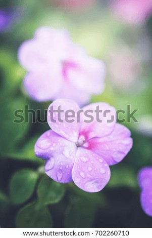 vintage picture of pink little flowers an morning soft light in garden flowerbed. Autumn outdoor nature photo