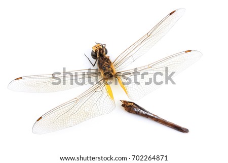 close up of dead dragonfly isolated on white background
