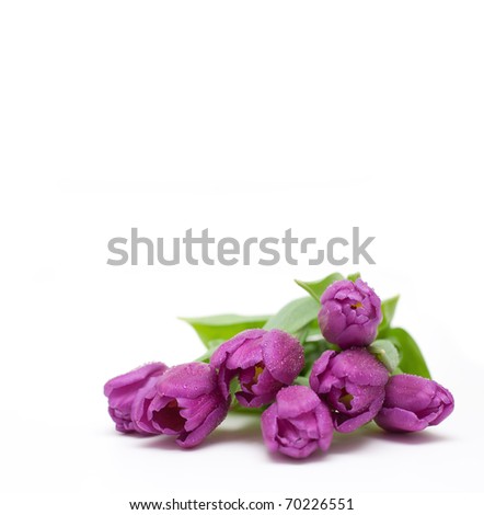 lying purple tulips with water-drops and lot of space for your text