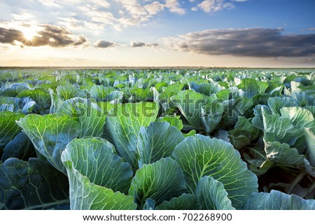 Field of ripe cabbage under a cloudy sky. Summer rural landscape. The concept of a rich harvest and development.