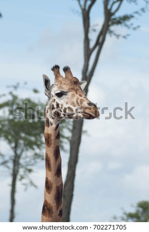 giraffe with trees