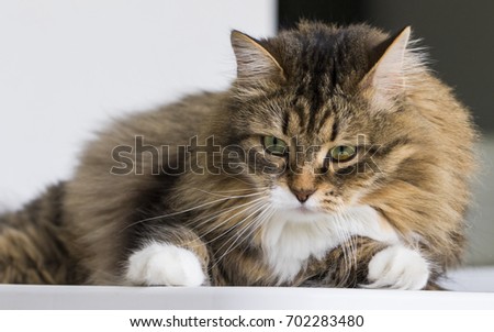 Siberian cat, brown tabby with white color purebred