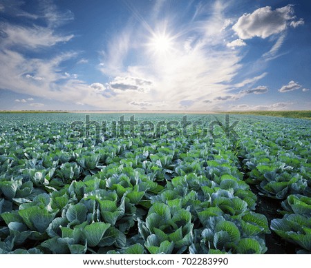 Rows of ripe cabbage under a blue sunny sky. Summer rural landscape. The concept of a rich harvest and development.
