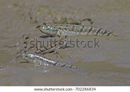 Mudskipper fish, Amphibious fish, Fish on the mangrove.