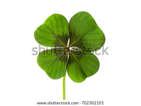 Lucky clover, four leaf clover Royalty-Free Stock Photo #702302101