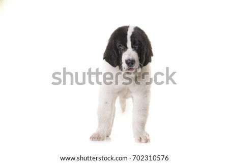 puppy landseer pure breed in studio white backrground