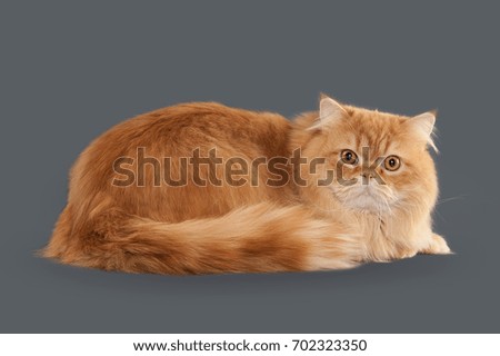 Red long hair British cat on gray background