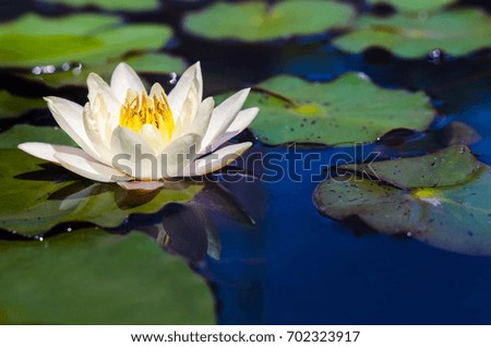 lotus flower beautiful in pond.