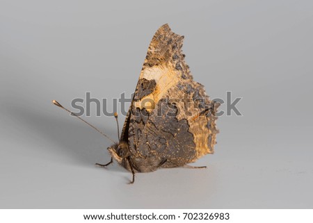 Butterfly on an isolated gray background
