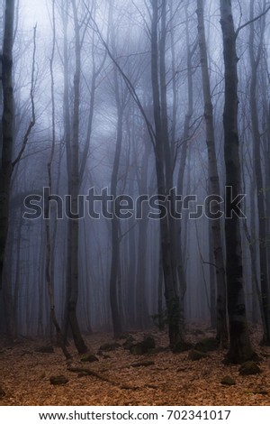 Orange leaves in the magic foggy forest