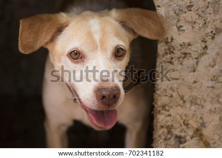 Happy labrador dog in dog house. Concept Image