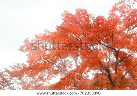 Selective focus of Red Maple leaves with sun rays in Autumn, fall seasoning for background usage.
