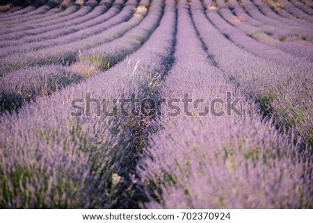 Beautiful endless lavender fields in Provence, south France
