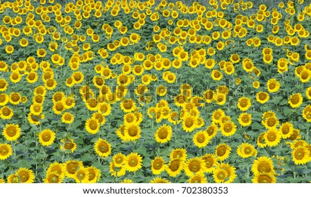 background of sunflower on a field        