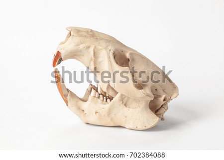 skull of a beaver on the isolated white background