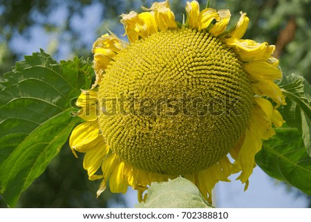 Mature sunflower.