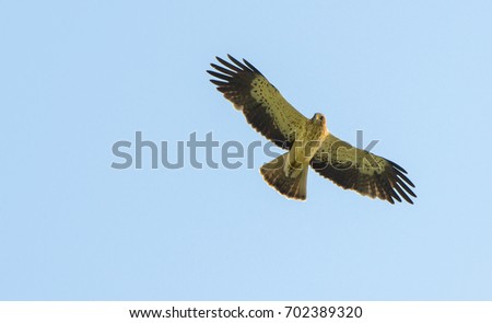 bird of prey hawk flying on blue sky background