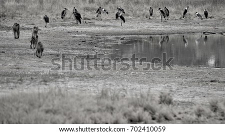 Marabou storks and baboons sharing a pond in Botswana.