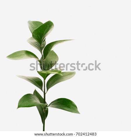 Minimal style. Minimalist Fashion photography. green leaves on white background. flat lay, top view Royalty-Free Stock Photo #702412483