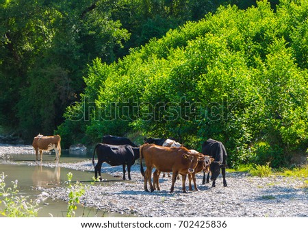 photo of cows grazing in the Caucasus mountains