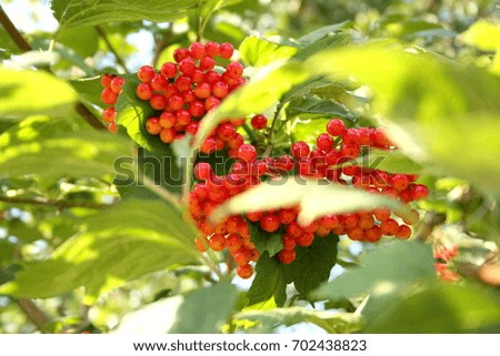 Viburnum berries during ripening