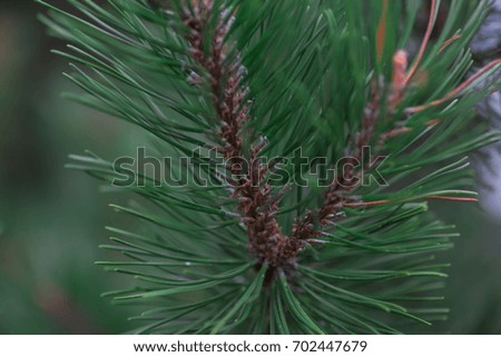 Macro nature. Pine branches 