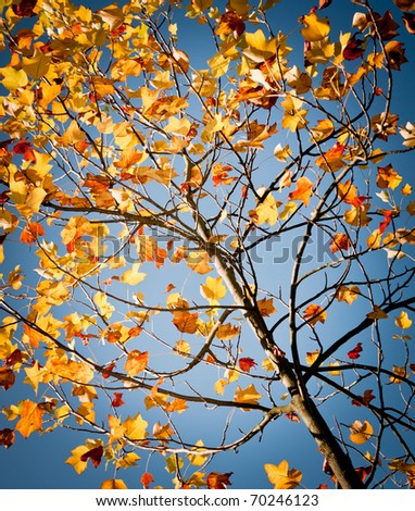 nice colorful leafs on the beautiful blue sky