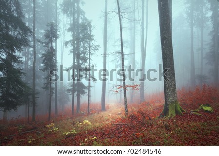 Fantasy foggy autumn season forest landscape with lovely grassy path.