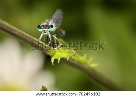 This damsel fly on a twig