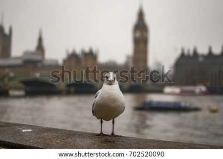 Portrait of a Seabird standing in front of the British parliament and Westminster bridge London, UK